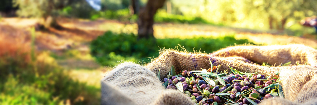 Fondo Gionino – Helping the Environment with Organic Olive Oil